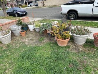 Plants For Sale 