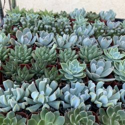 2 Inch Pot Succulents Buy More Than 5 And There1.50$ Each