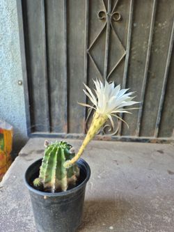 Cactus