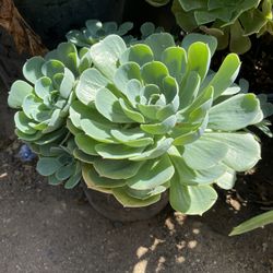 Succulent Plants / Suculeta
