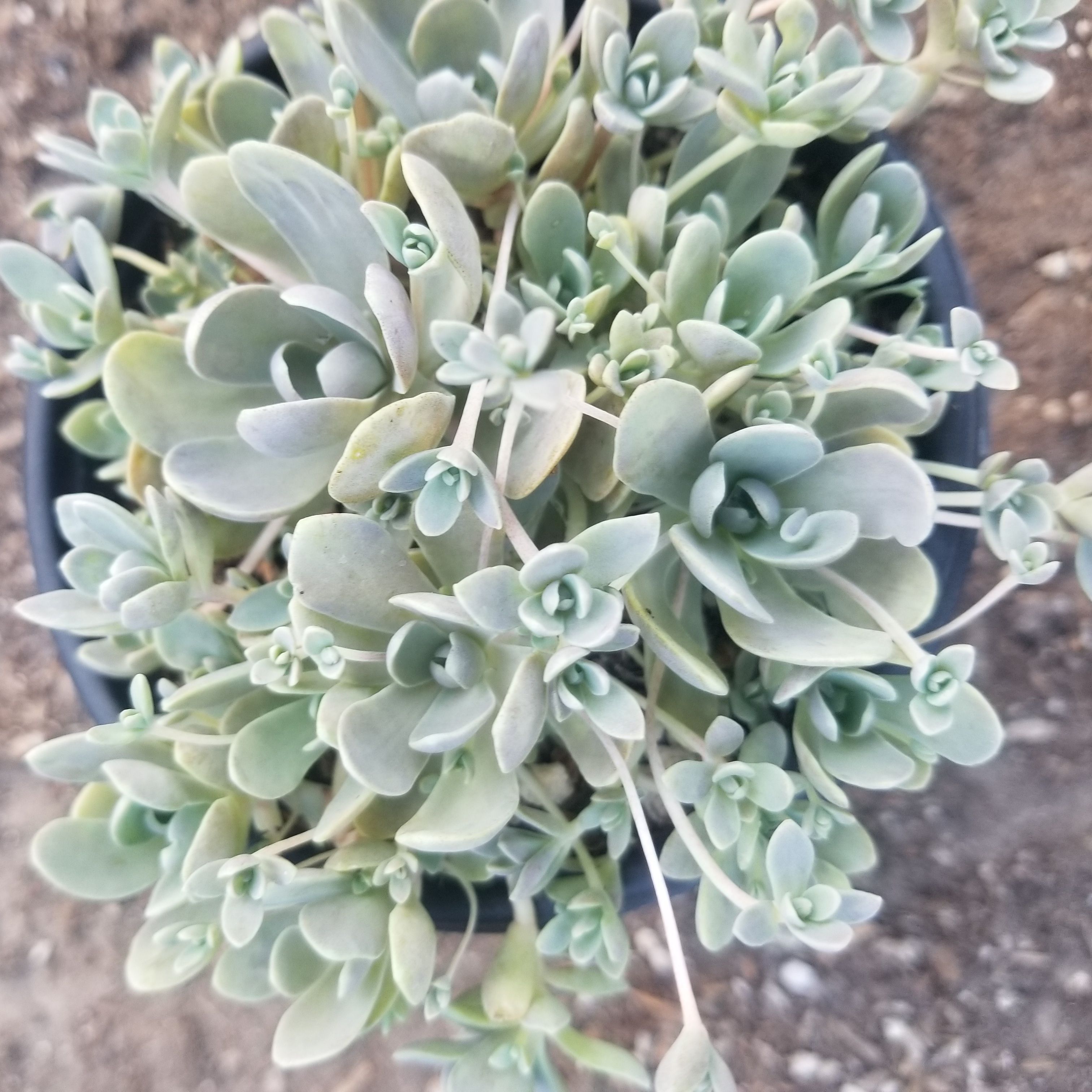 Orastachys Dunce Caps