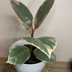 Rubber Ficus Tinike 