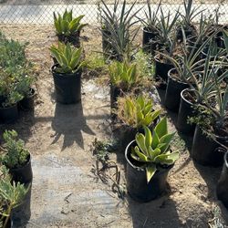 Agave Plants