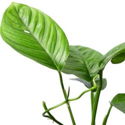 Rare Aroid Variegated Monstera Lechleriana Plant/ House Plant/ Indoor Plant