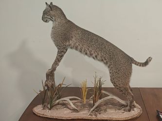 Bobcat Full Body Taxidermy Mount