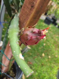 Sugar Dragon Fruit