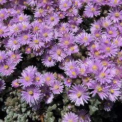 Oscularia Pedunculata