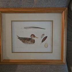 Duck Drawing