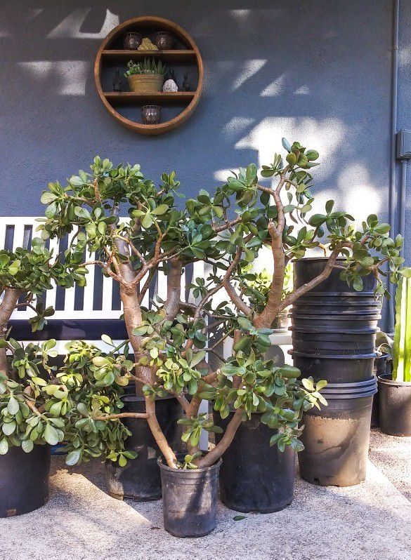 Large Jade Plants - Sizes up to 4' ft. Tall - Crassula Ovata - Bonsai Succulents
