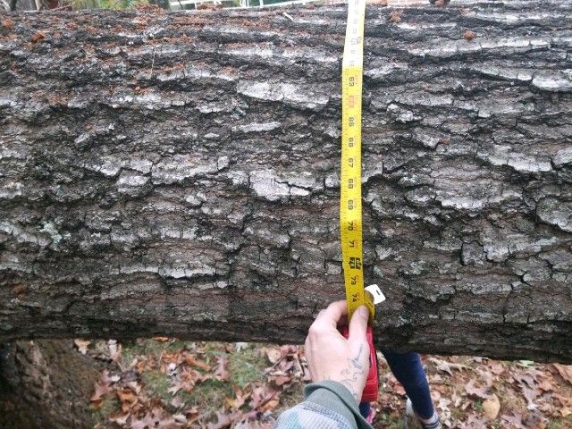 Timber For Sale. Red Oak. White Oak. Others