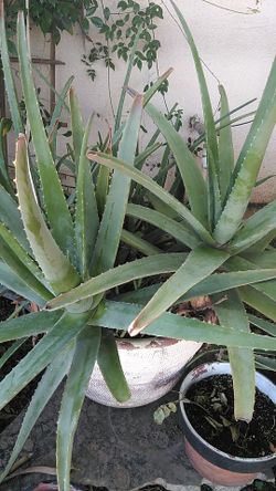 Aloe Plant