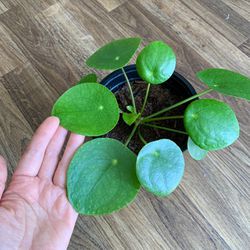 Pilea peperomioides / Chinese Money Plant