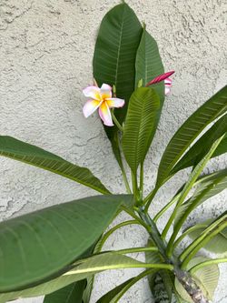 Plumeria plant