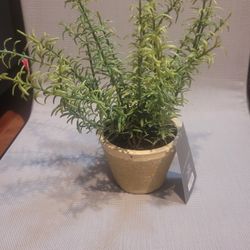 Faux Rosemary 
