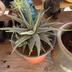 Sabila Planta