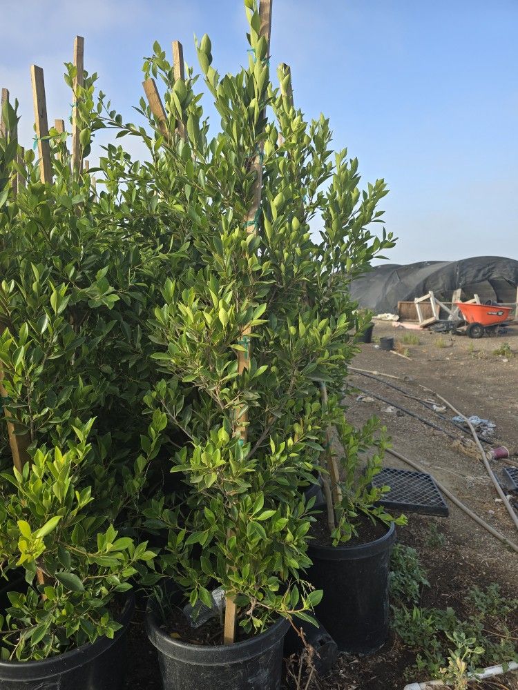 Ficus Nitida Hedge Or Private