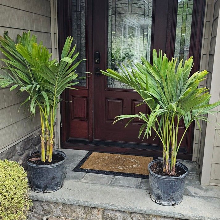 Transform With A Christmas Palm