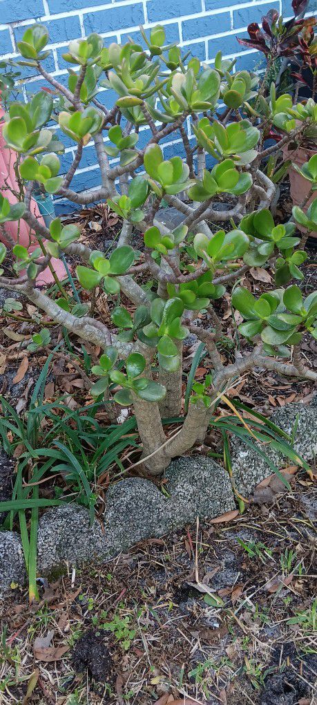 Large Jade Plant In Ground