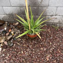 Aloe Vera 10 Gal. Pots 