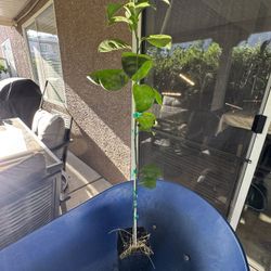 Fukumoto Navel Orange Tree 