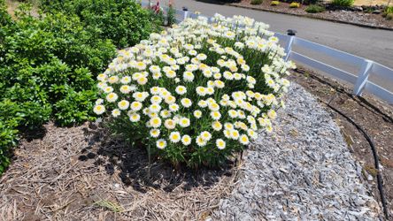Perrenial daisy