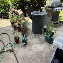 Tomato Plants For Sale
