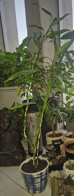 Lucky Bamboo plant in porcelain pot