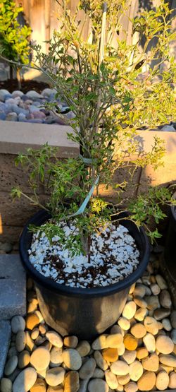 Chilli Plant