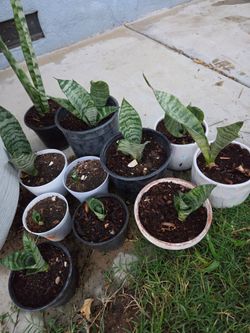 Snake plant