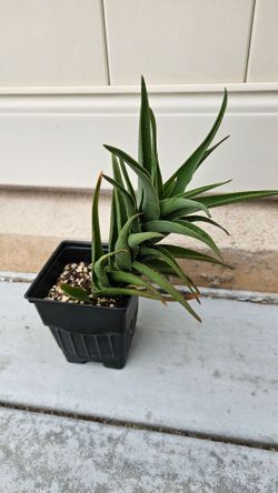 Climbing Aloe 'Aloe ciliaris' Succulent Plant (4in. Pot)