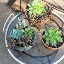 Succulents 