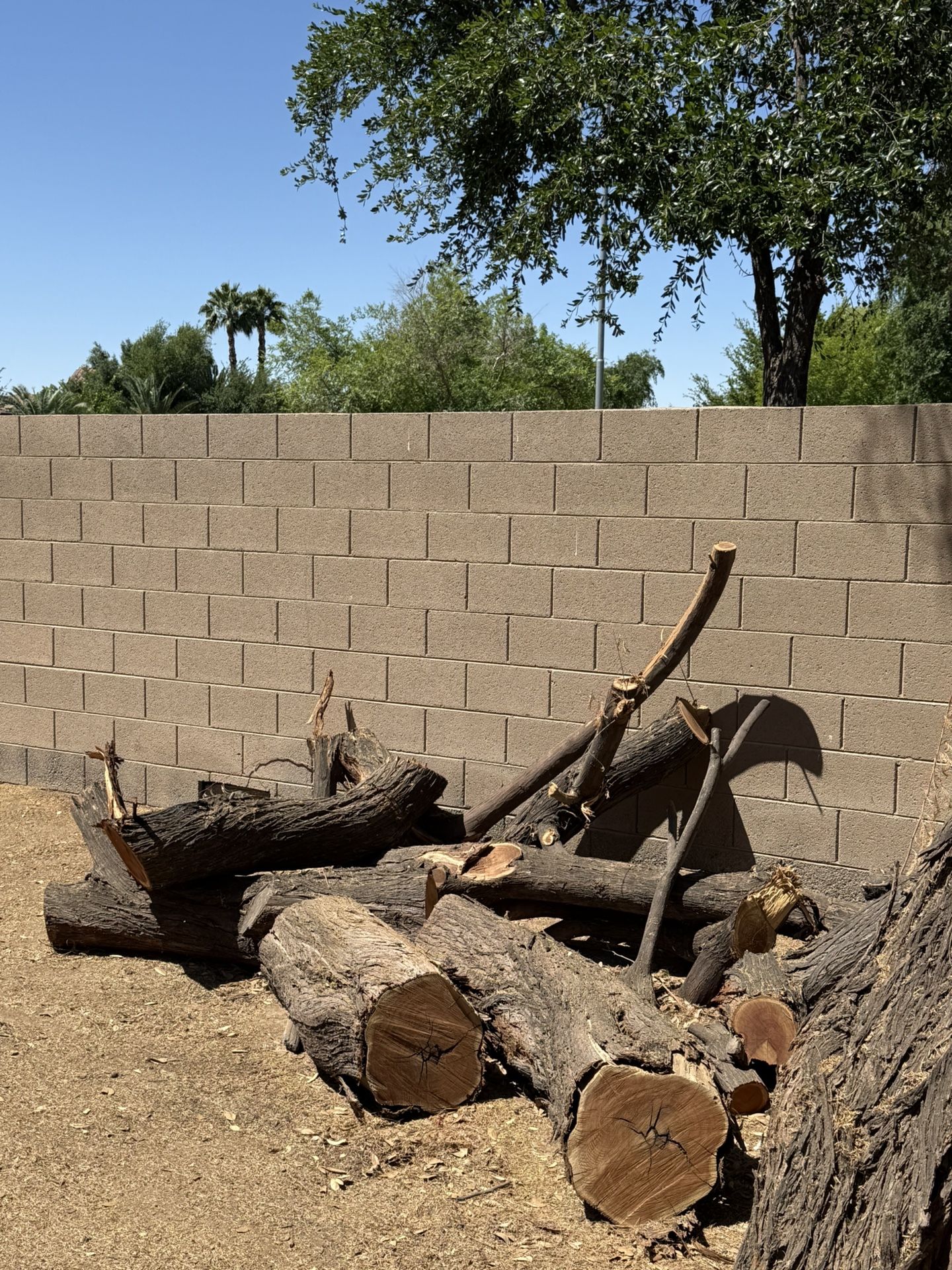 FREE MESQUITE TRUNKS