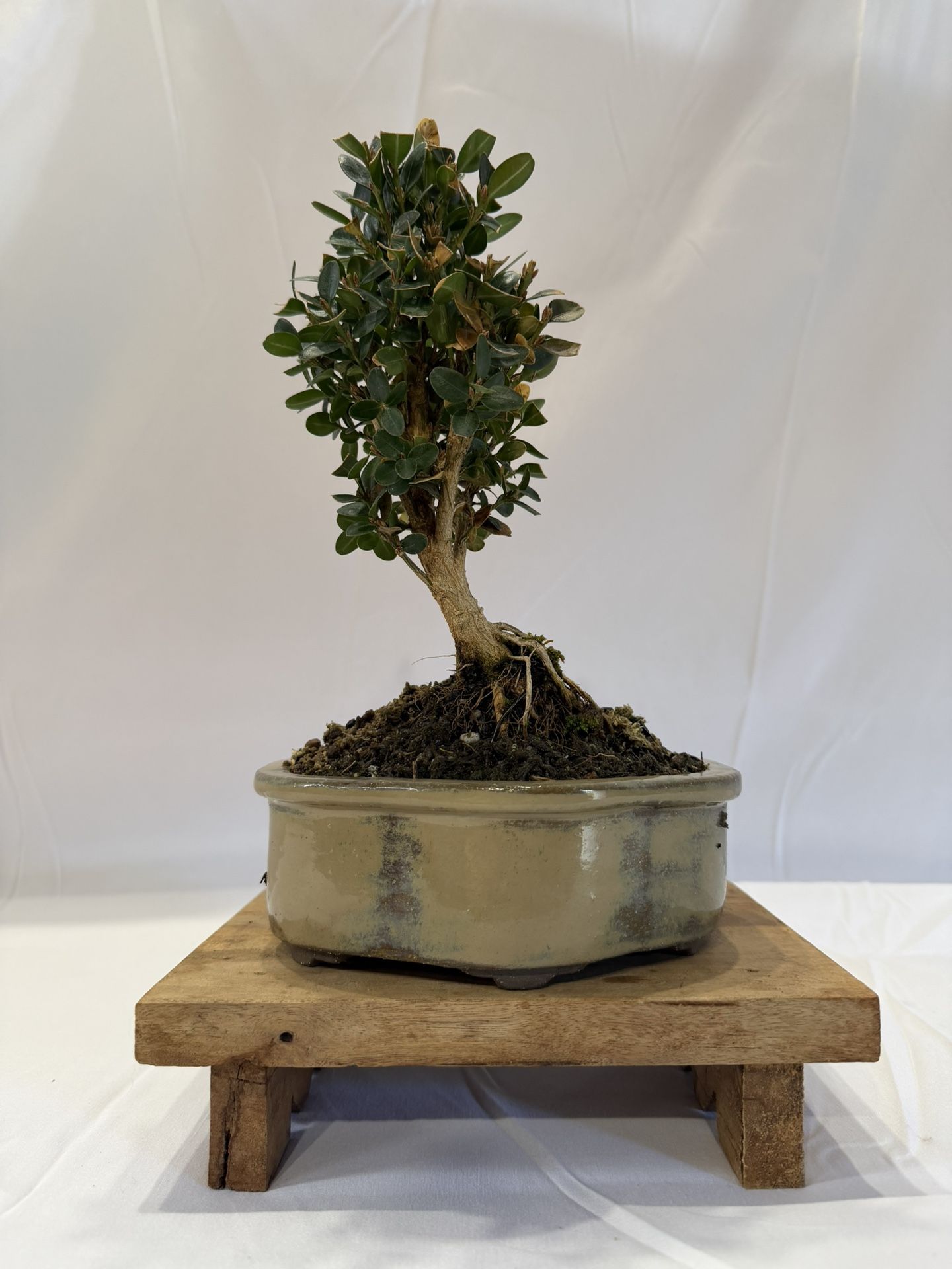 Bonsai, Boxwood