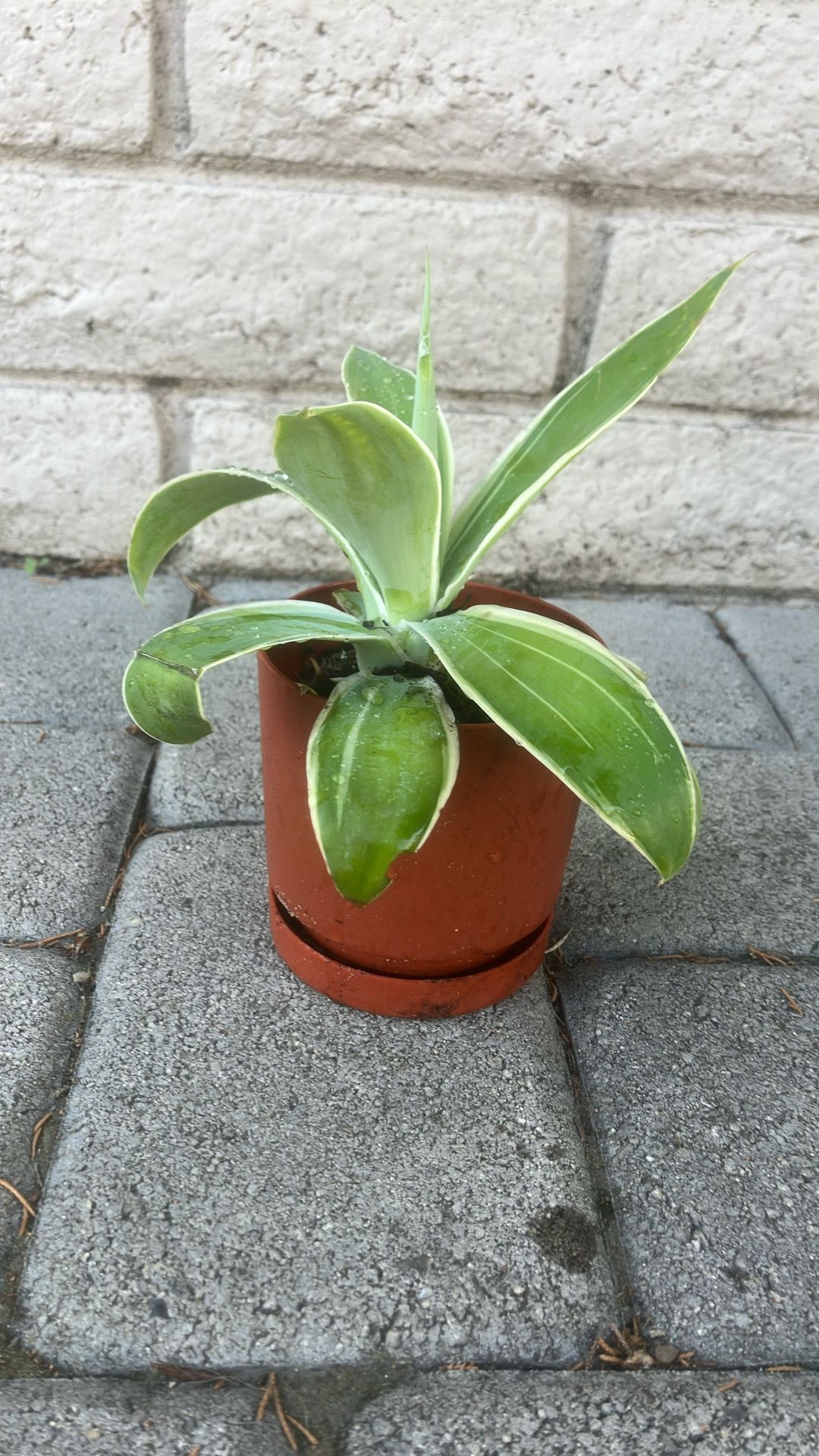 $3 Small Plant Pot