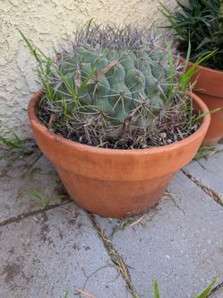 Succulents