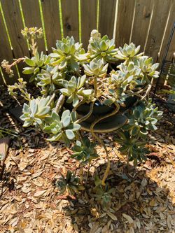 Large succulents on concrete large flower pot $80