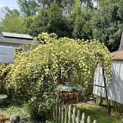 Lady Banks rose Cuttings $10