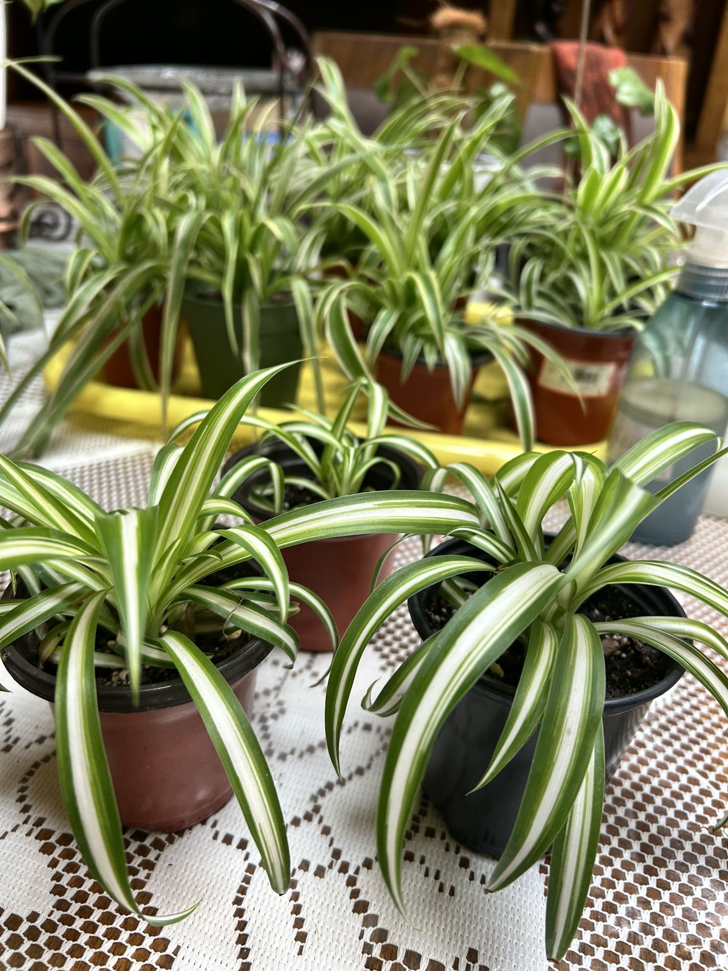 Ocean Spider Plants