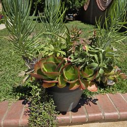 Decoration Suculents Plants