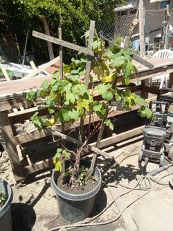 Grape plant