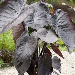 Colocasia "Black Coral" Elephant Ear  Live Plant 1-2 Ft Tall. Pick Up Or Ship