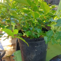 Surinam Cherry