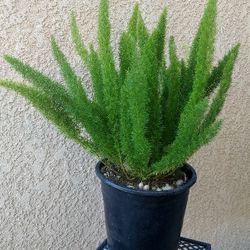 Foxtail or Asparagus Fern Plant $30