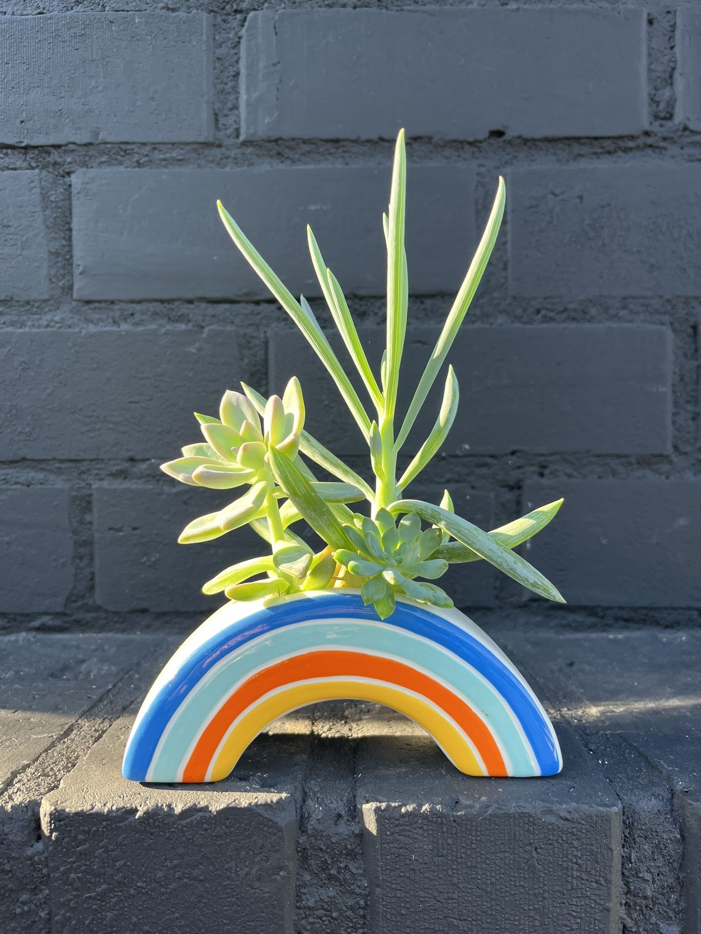 Succulents