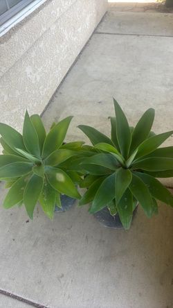 Foxtail agave
