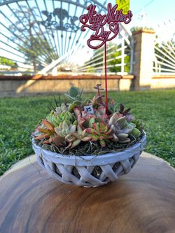 Mother’s Day Succulent arrangement
