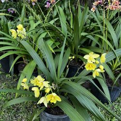 GROUND ORCHIDS ( 3 Gallon Pot) Eye Catching 