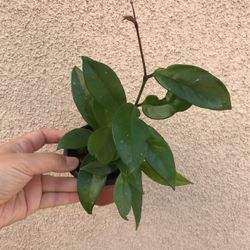 Hoya No I’d Plant
