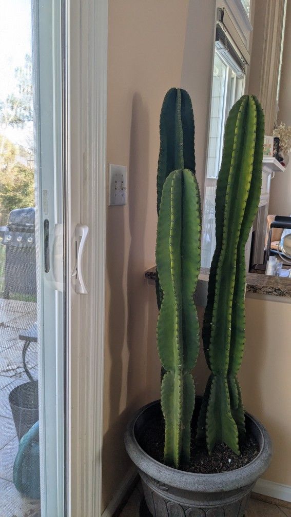 Cactus "Cereus Jamaracu" or "Peruvian" 36in, 44,5in, 46in, Sold Separately, price different 