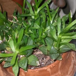 Succulent